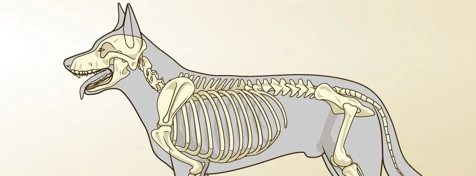 spondylose-beim-hund_1920x1920