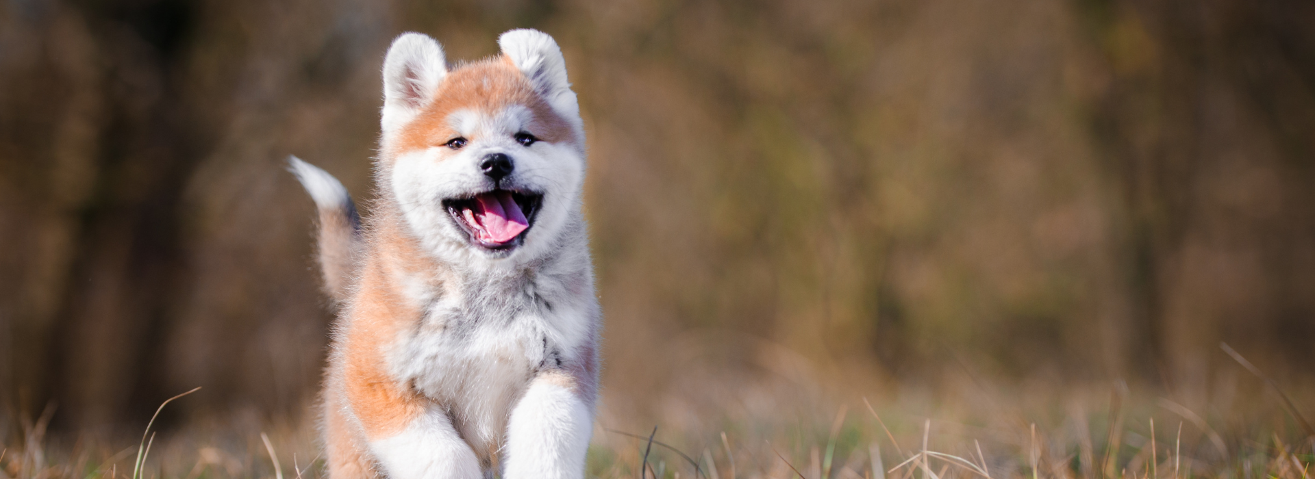 akita