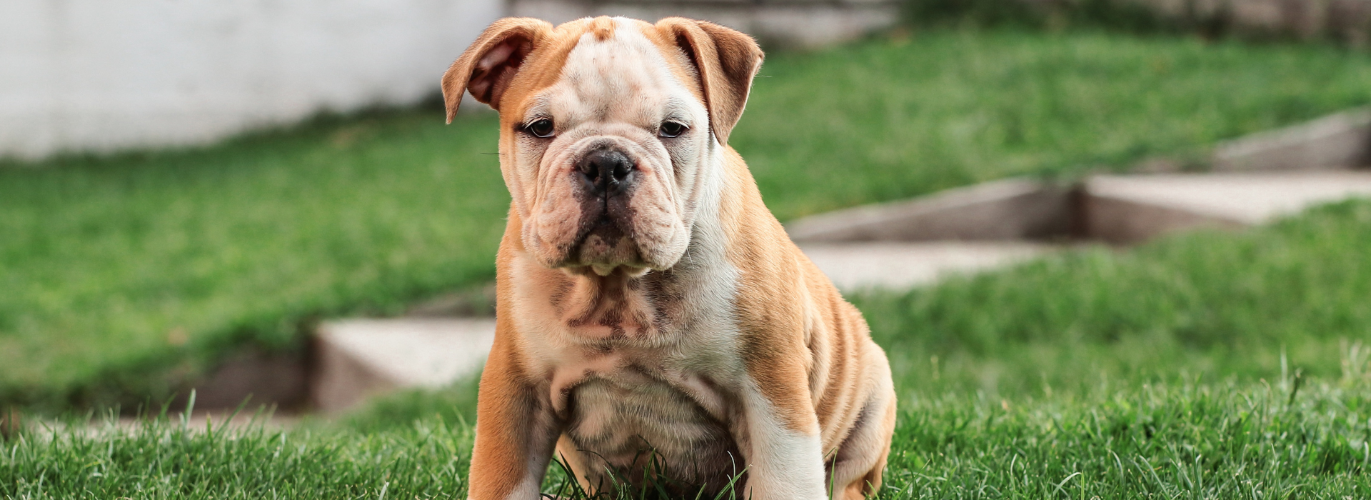 anglicky_buldog