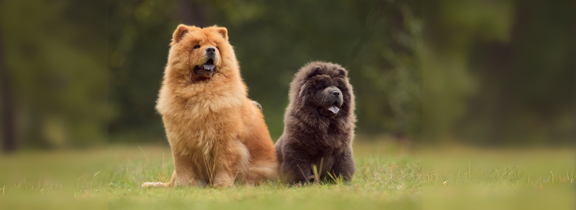 chow_chow