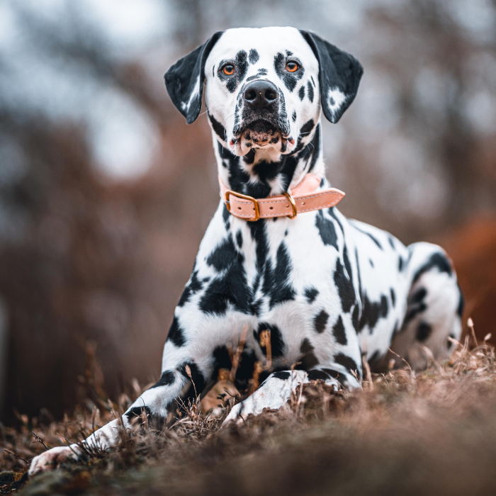 malinois, pes sa pozerá s vyplazeným jazykom