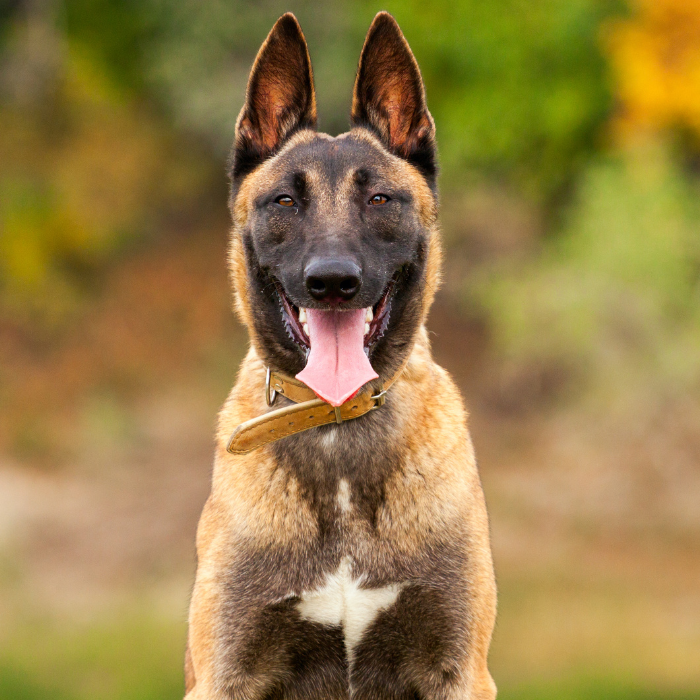 malinois, pes sa pozerá s vyplazeným jazykom