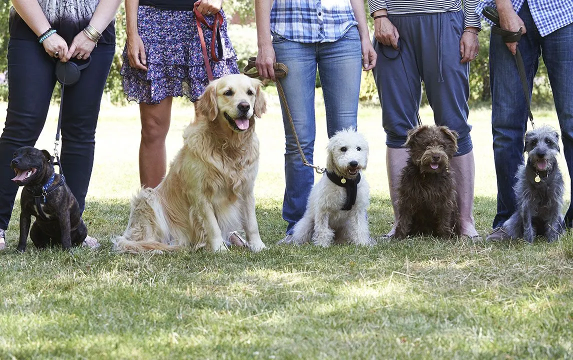 obedience-training_1920x1920