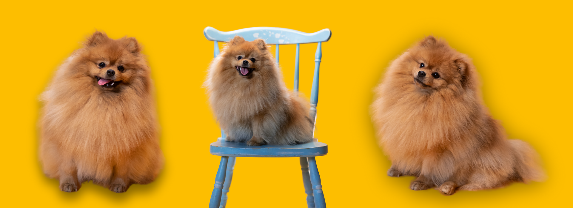 pomeranian
