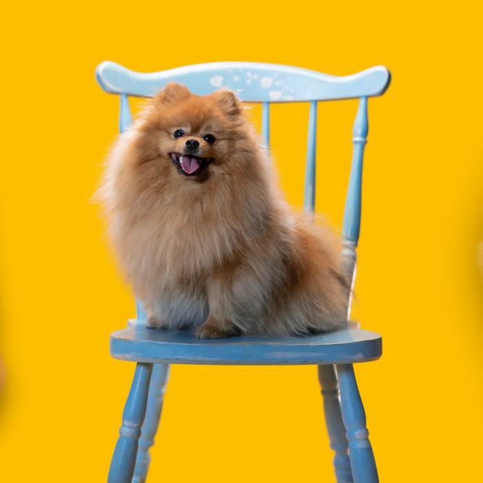 malinois, pes sa pozerá s vyplazeným jazykom